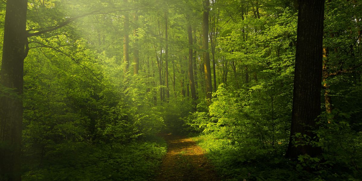 Sonniger Waldweg als Symbol für Resilienz und innere Ruhe mit Zitat über Selbstfindung im Chaos“